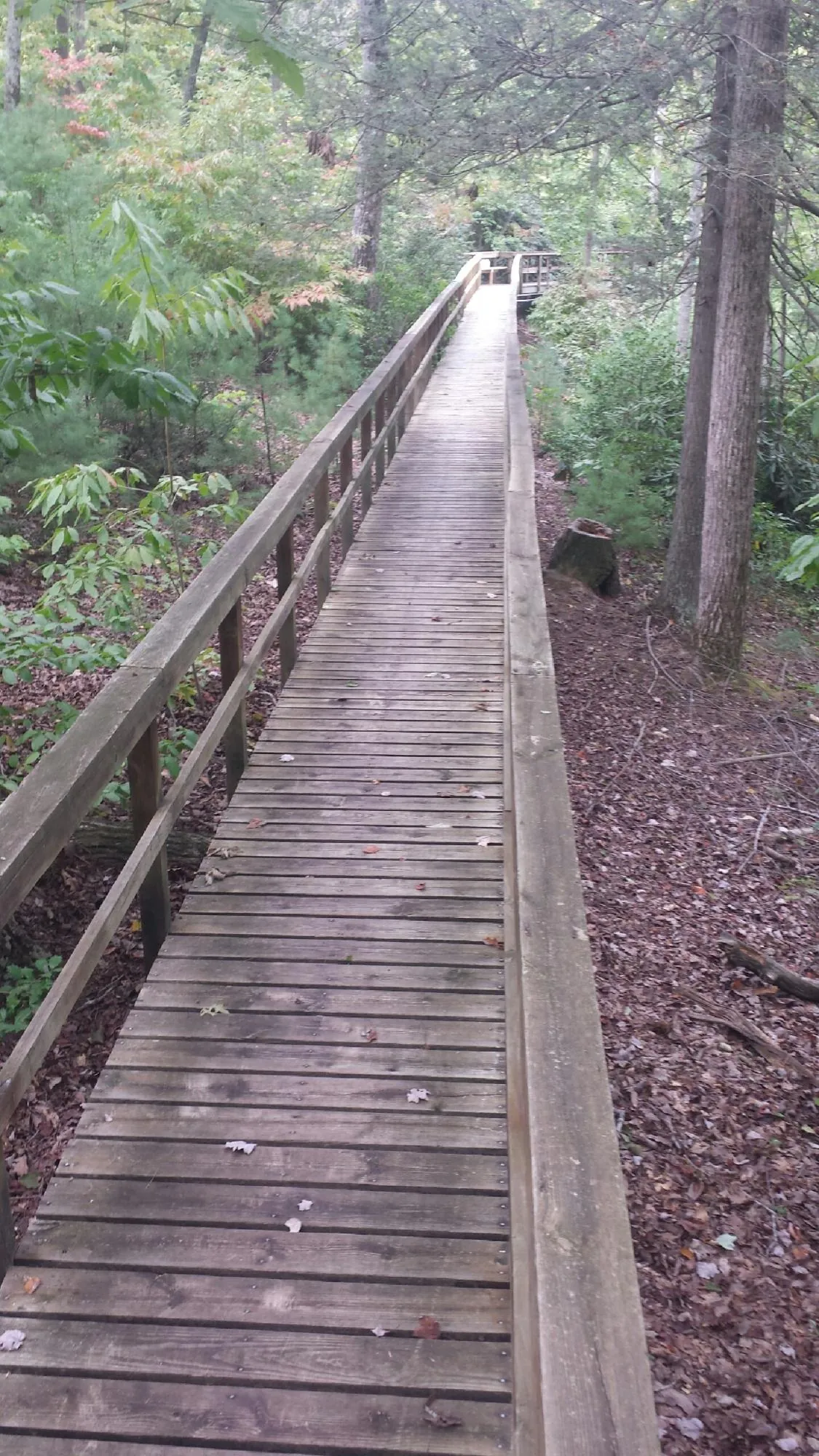 Long wood walkway with handrails built through the woods in Carbon